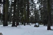 A Fiona está cada vez mais craque para rodar na neve! (na região do Mount Shasta, na Califórnia, nos Estados Unidos)